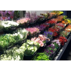 Fleuriste CARREMENT FLEURS Cahors, fleuriste à Cahors, fleurs en tout genre.